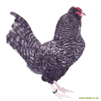 Araucana