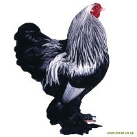 Brahma