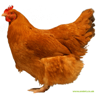 Lincolnshire Buff