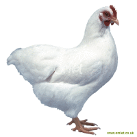 Plymouth Rock Bantam