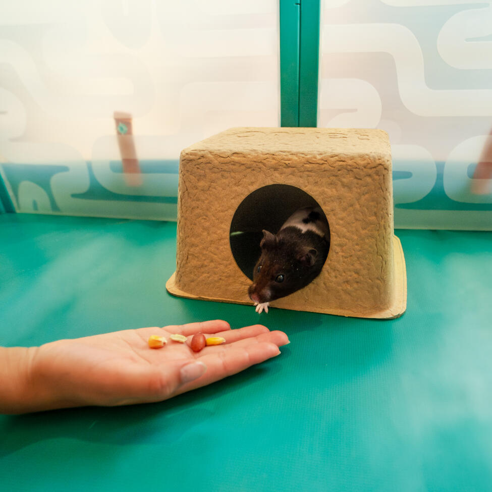 A child's hand feeding a hamster who is inside of the compostable hamster hide