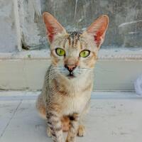 Arabian Mau