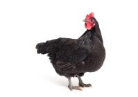 Australorps