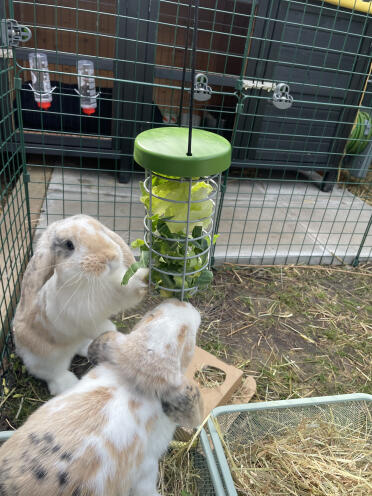 Happy bunnies :)