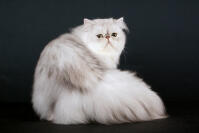 Persian - Shaded Silver