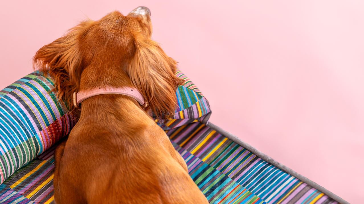 dogs head supported on memory foam dog bed in pawsteps electric pattern