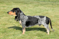 Basset Bleu De Gascogne
