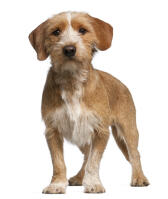 Basset Fauve De Bretagne