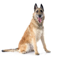 Belgian Shepherd Dog (Laekenois)