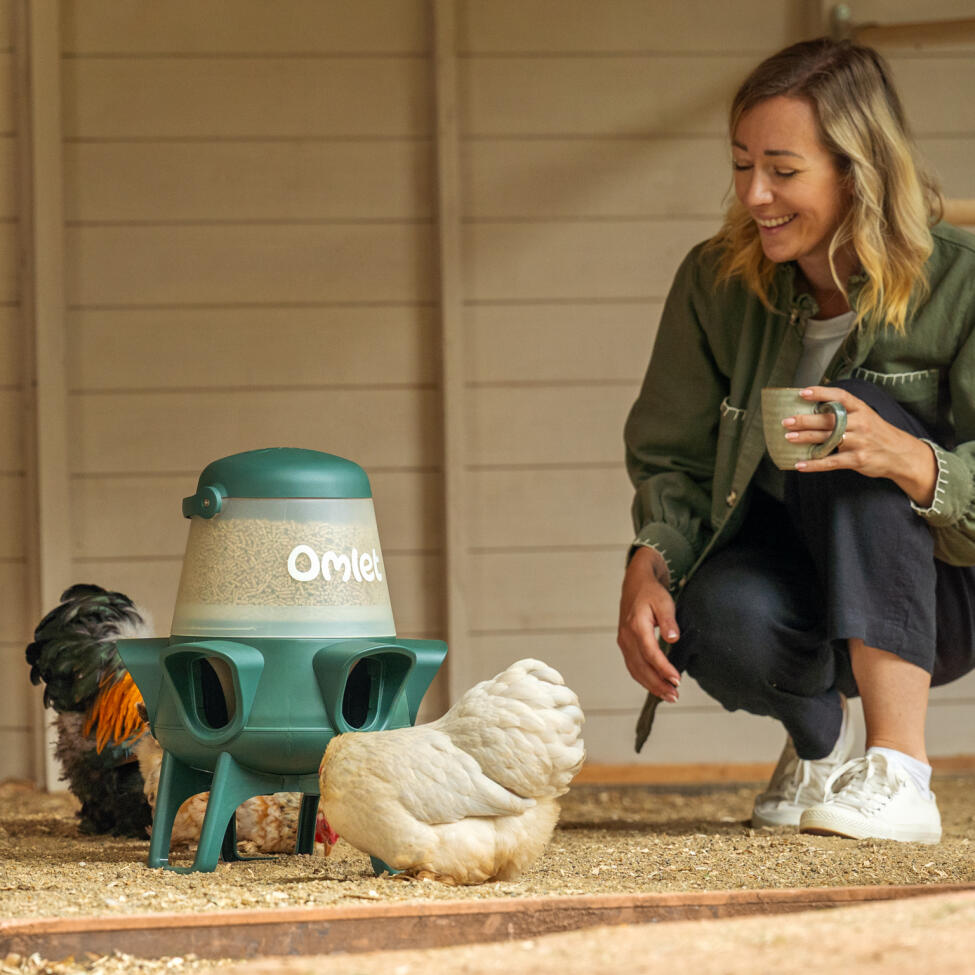enjoy watching your flock eating together from the omlet no waste chicken feeder