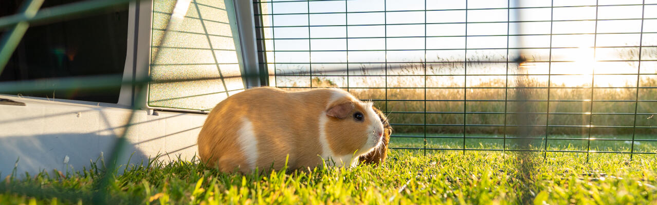 guinea pig products designed by Omlet