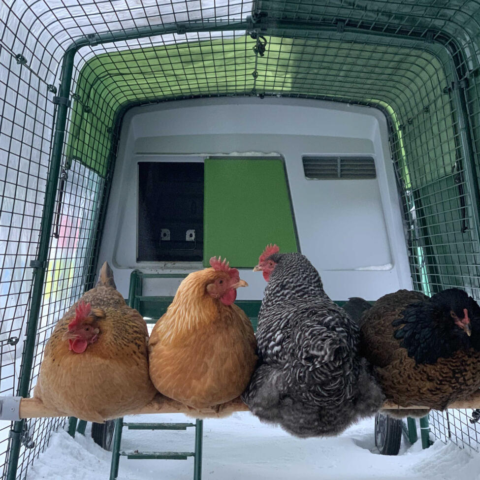 omlet chicken perch