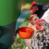 insulated stay clean chicken waterer with cups