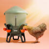 chicken drinking from the insulated chicken waterer in the heat