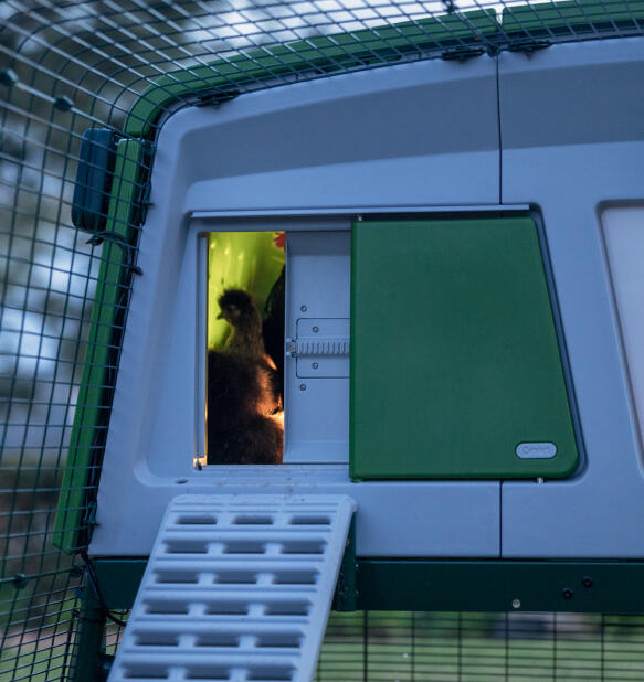 chickens in an eglu pro chicken coop with a smart autodoor and coop light