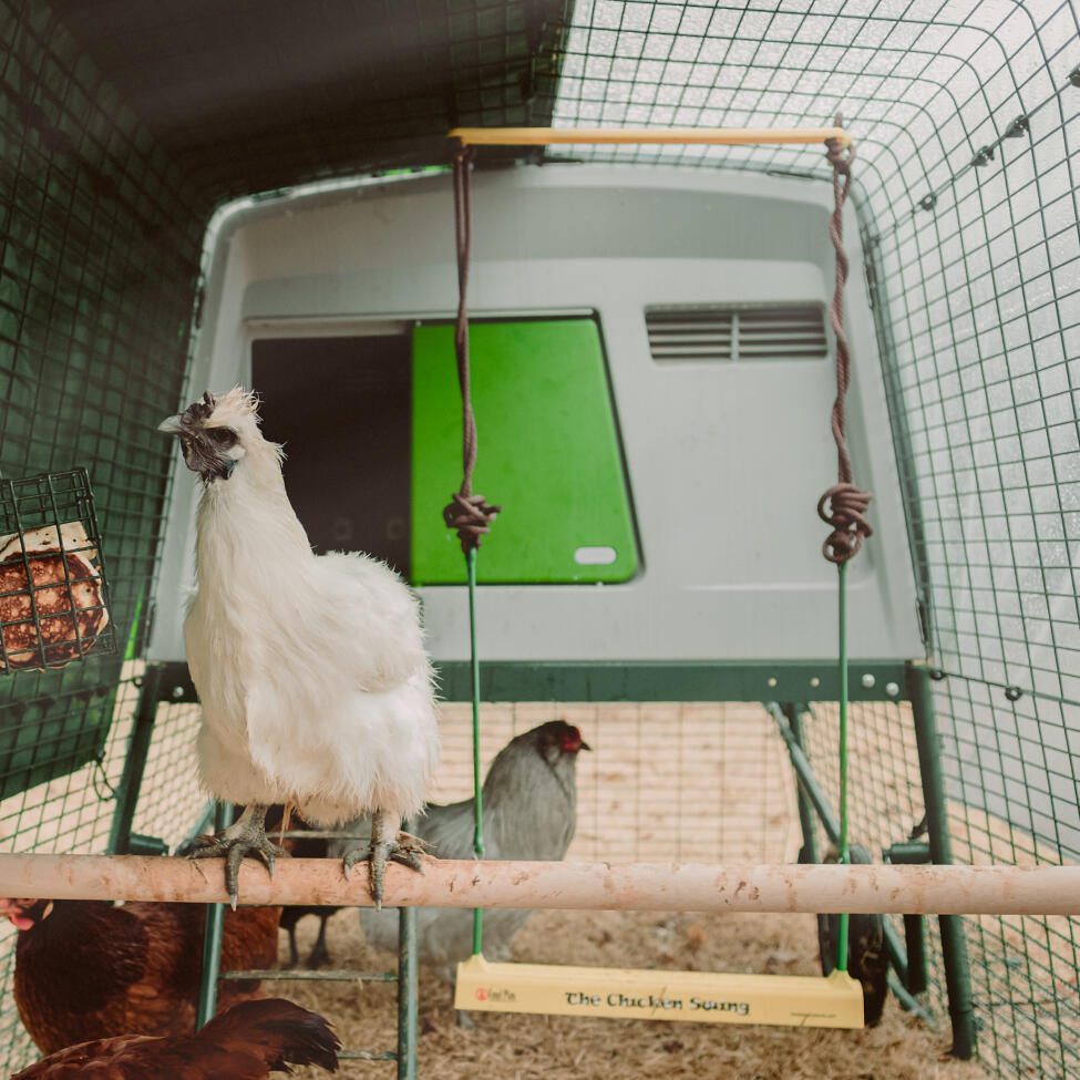 omlet chicken perch