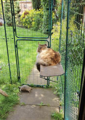 Cattio shelf