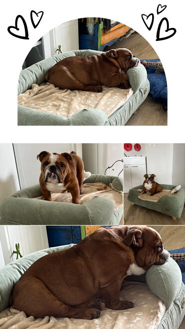 Aïko in her bolster!