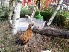 Chicken in run with Omlet Peck Toy