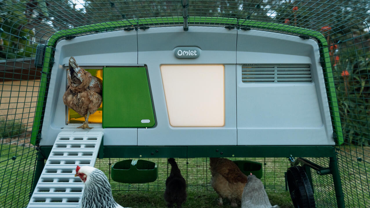 A chicken walking into the Eglu Pro chicken coop