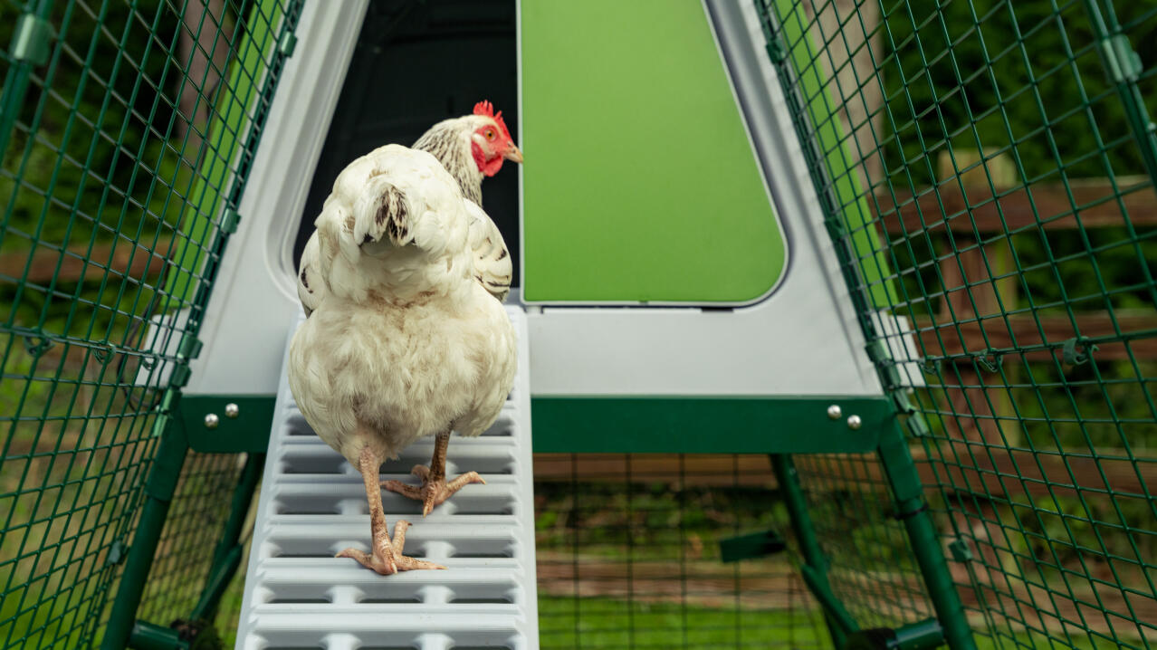 white chicken walking up the eglu go up chicken coop ladder